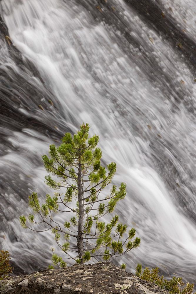 Small pine tree and Gibbon Falls-Yellowstone National Park-Wyoming art print by Adam Jones for $57.95 CAD