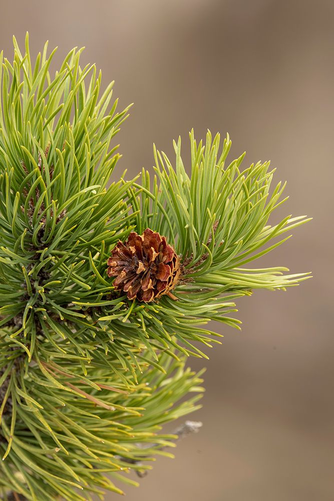 Lodgepole pine and pinecone-Yellowstone National Park-Wyoming art print by Adam Jones for $57.95 CAD