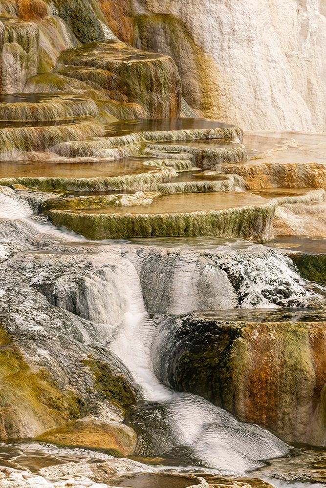 Canary Spring terraces at sunrise-Mammoth Hot Springs-Yellowstone National Park-Wyoming art print by Adam Jones for $57.95 CAD