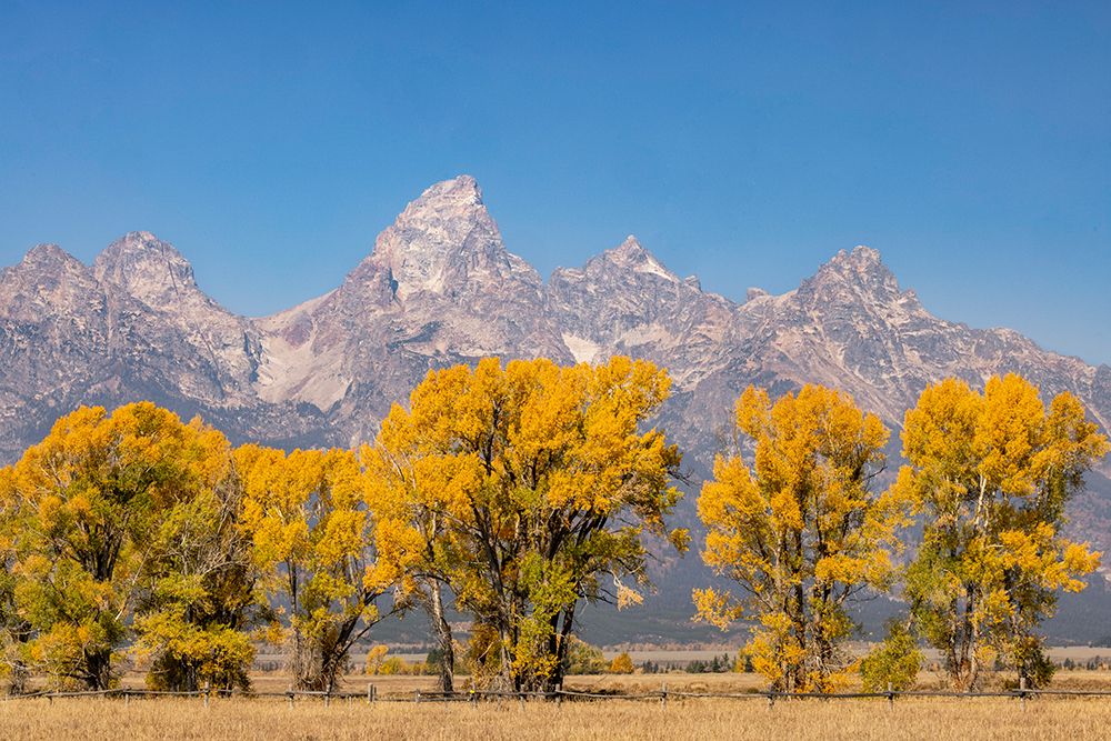 Cottonwood trees in fall and Teton Range-Grand Teton National Park-Wyoming art print by Adam Jones for $57.95 CAD