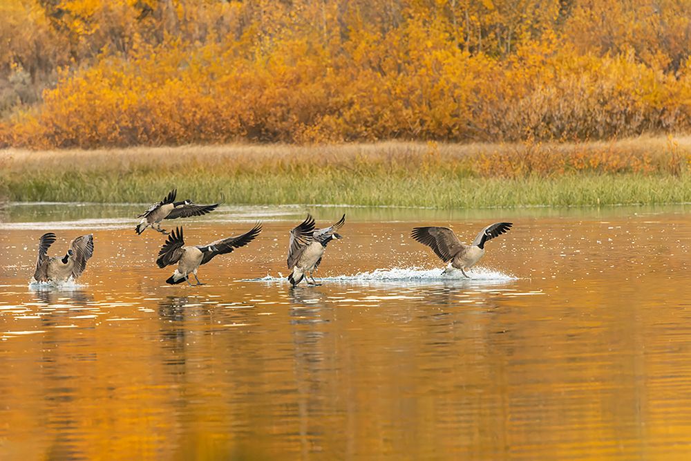Canada geese landing and reflection on water-Grand Teton National Park-Wyoming art print by Adam Jones for $57.95 CAD