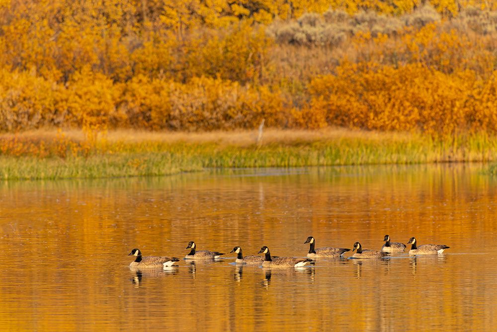Canada geese and reflection on water-Grand Teton National Park-Wyoming art print by Adam Jones for $57.95 CAD