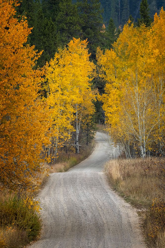Gravel backroad and autumn aspen trees-Grand Teton National Park-Wyoming art print by Adam Jones for $57.95 CAD