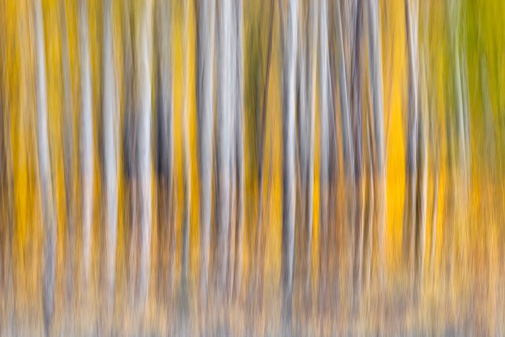 Abstract motion blur on grove of aspen trees-Grand Teton National Park-Wyoming art print by Adam Jones for $57.95 CAD