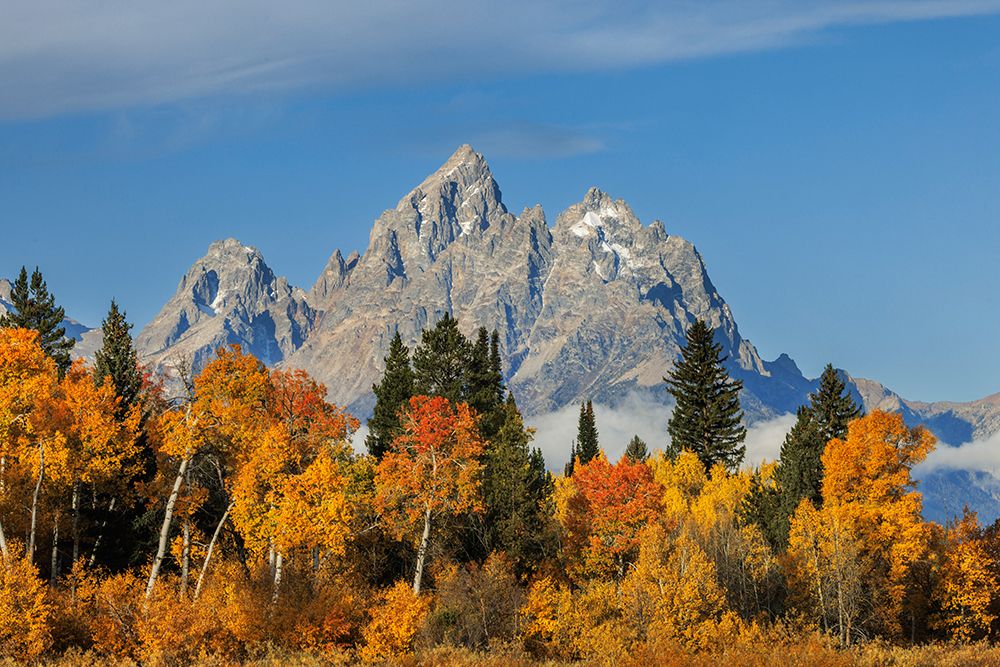 Golden aspen trees and Cathedral Group-Grand Teton National Park-Wyoming art print by Adam Jones for $57.95 CAD