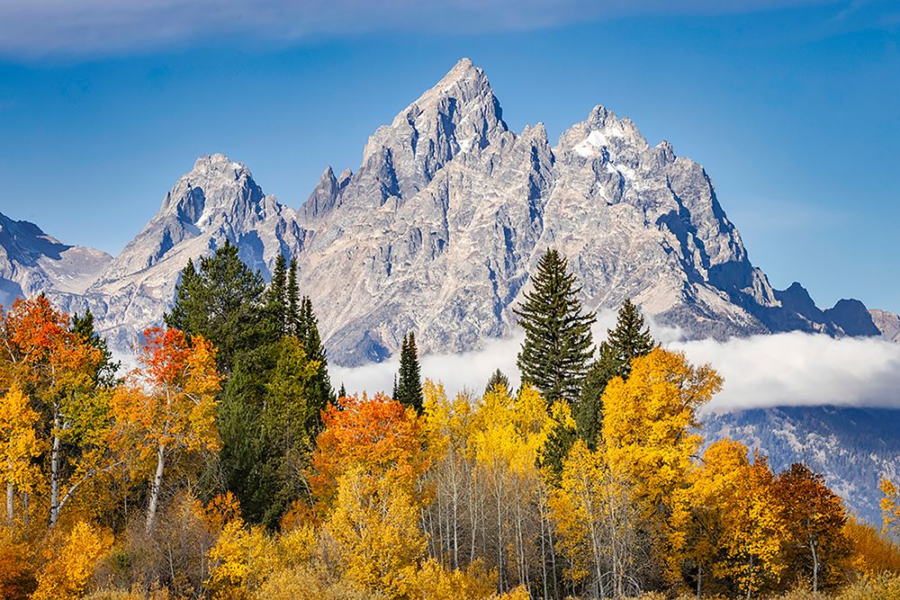 Golden aspen trees and Cathedral Group-Grand Teton National Park-Wyoming art print by Adam Jones for $57.95 CAD