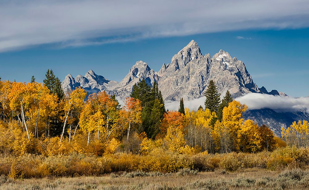 Golden aspen trees and Cathedral Group-Grand Teton National Park-Wyoming art print by Adam Jones for $57.95 CAD