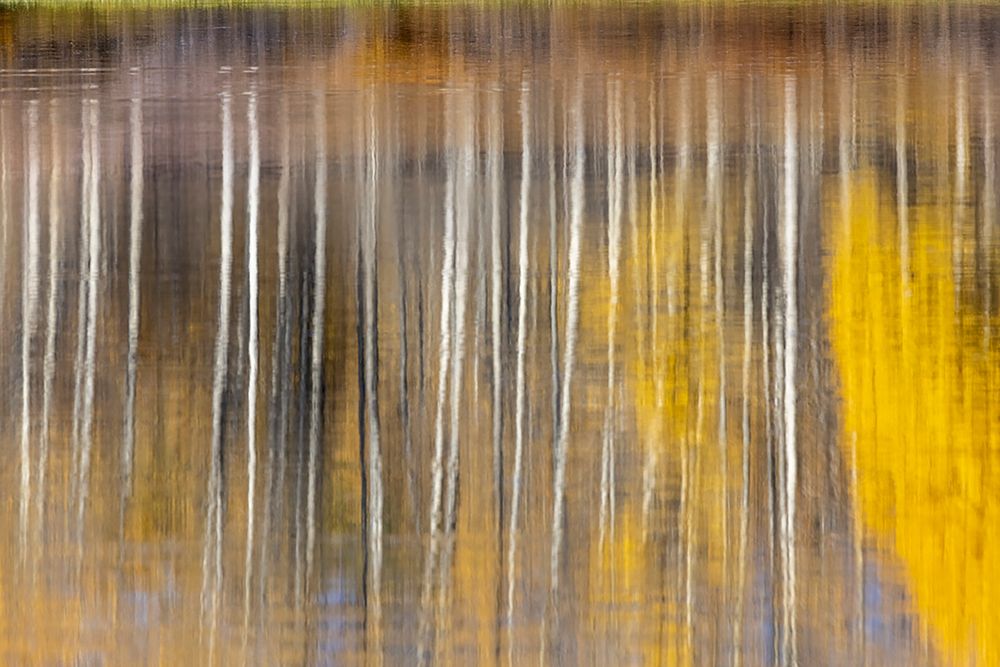 Autumn aspens abstract reflection at Oxbow Bend-Grand Teton National Park-Wyoming art print by Adam Jones for $57.95 CAD