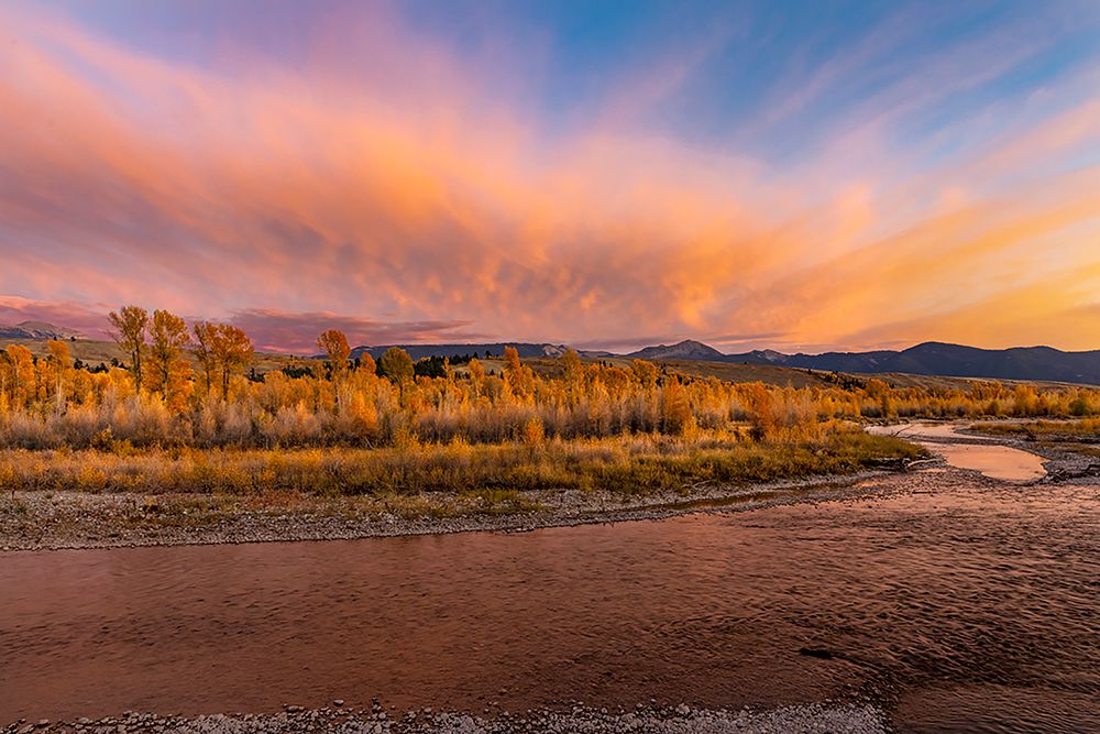 Golden cottonwood and aspen trees at sunset Gros Ventre River-Grand Teton National Park-Wyoming art print by Adam Jones for $57.95 CAD