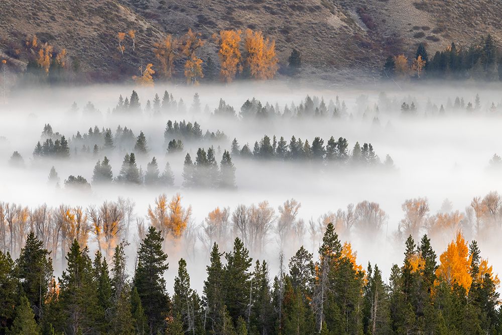 Elevated view of aspen and cottonwood trees mist along Snake River-Grand Teton National Park-Wyoming art print by Adam Jones for $57.95 CAD