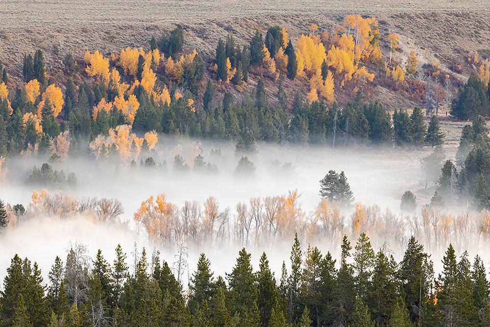 Elevated view of aspen and cottonwood trees mist along Snake River-Grand Teton National Park-Wyoming art print by Adam Jones for $57.95 CAD