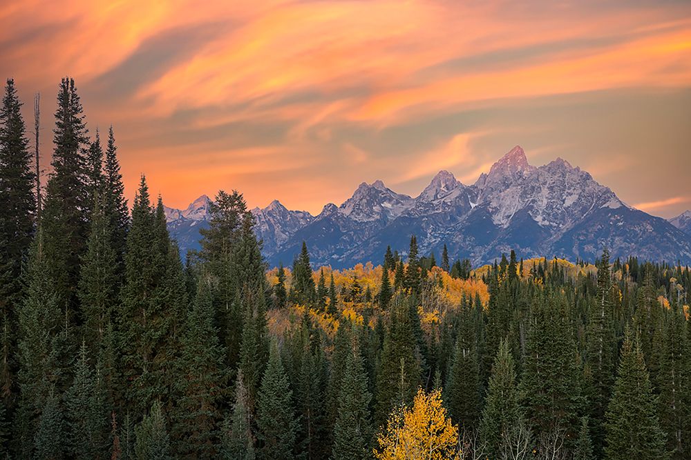Golden aspen trees and Teton Range in early morning-Grand Teton National Park-Wyoming art print by Adam Jones for $57.95 CAD