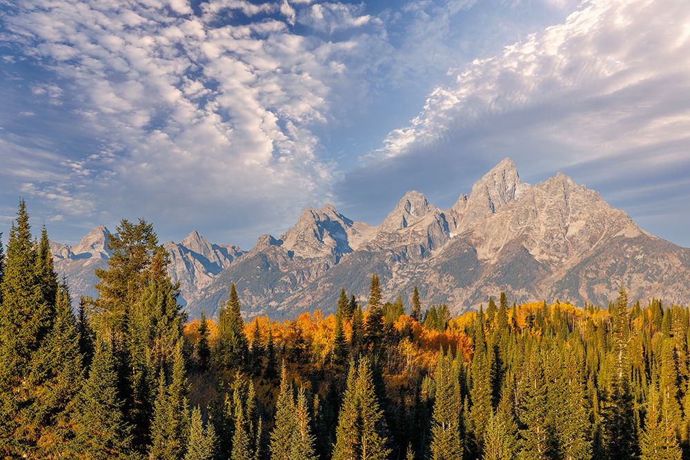 Golden aspen trees and Teton Range in early morning-Grand Teton National Park-Wyoming art print by Adam Jones for $57.95 CAD