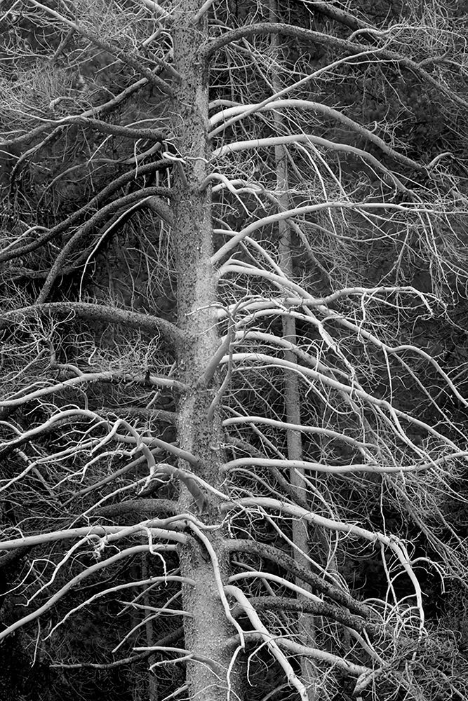 Silicified (calcified) tree-Upper Geyser Basin-Yellowstone National Park-Wyoming art print by Adam Jones for $57.95 CAD