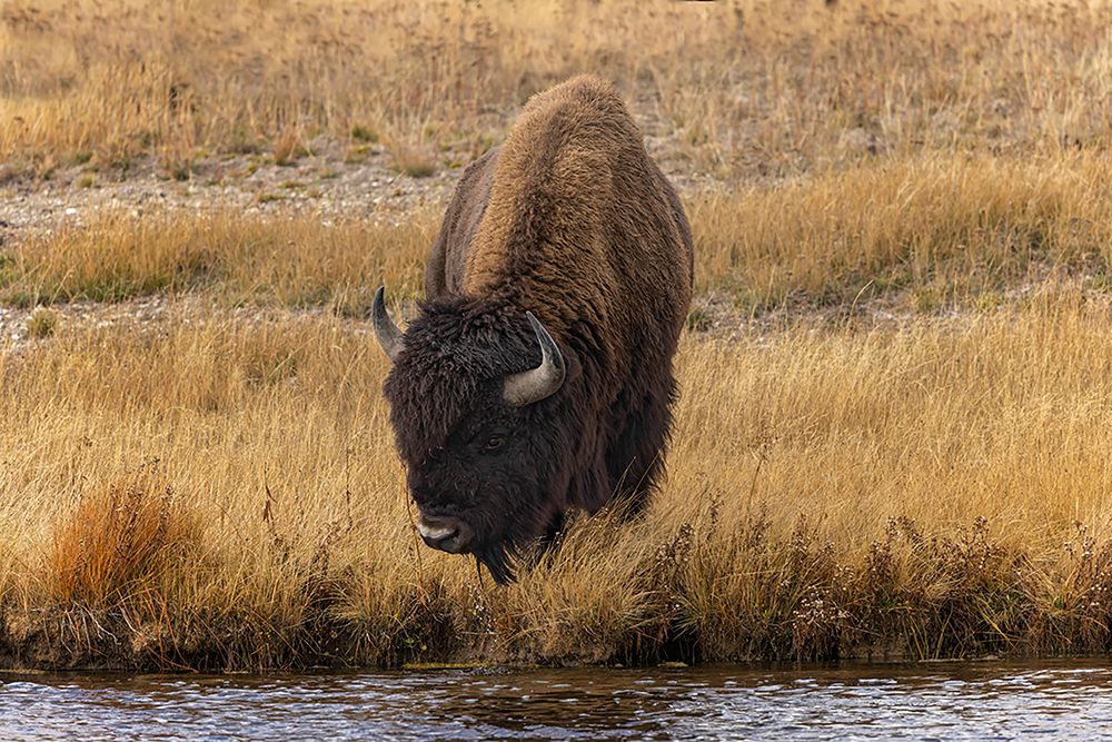 American Bison Yellowstone National Park-Wyoming art print by Adam Jones for $57.95 CAD