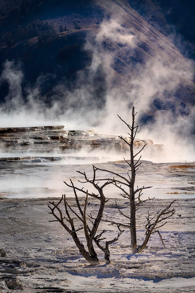 Dead calcified trees and colorful yellow and brown of the cyanobacteria living in Canary Springs art print by Adam Jones for $57.95 CAD
