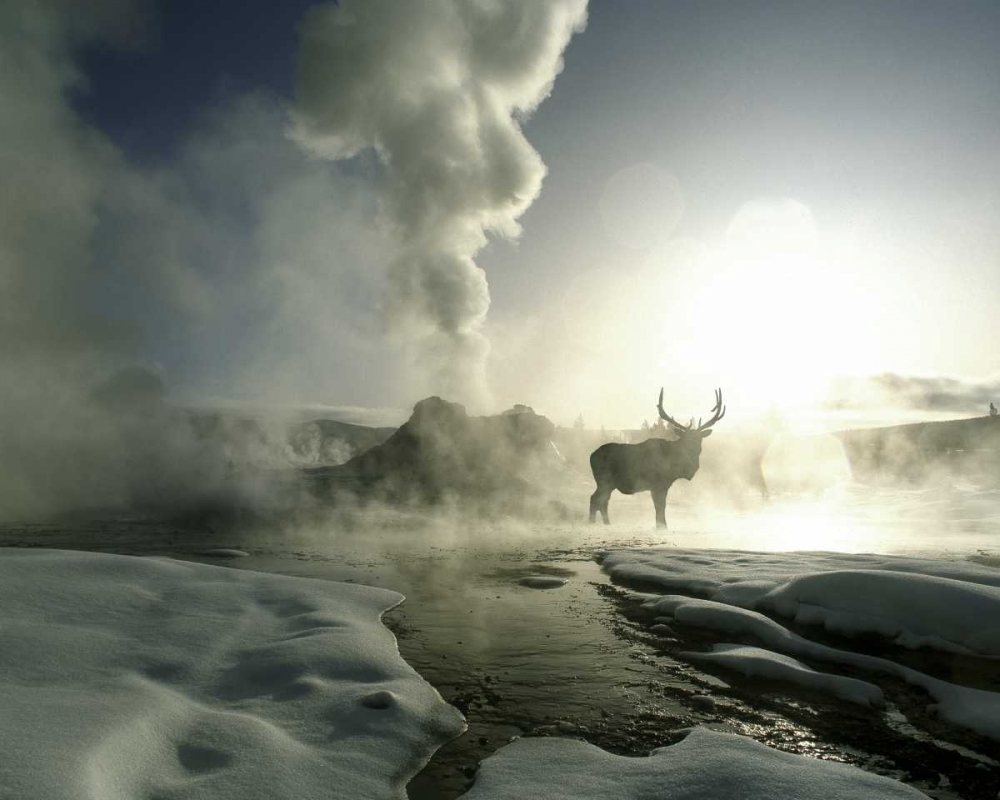 WY, Yellowstone, Castle Geyser Silhouette of elk art print by Jim Zuckerman for $57.95 CAD