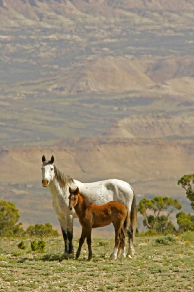 Wyoming, Carbon County Wild horse mare and colt art print by Cathy and Gordon Illg for $57.95 CAD