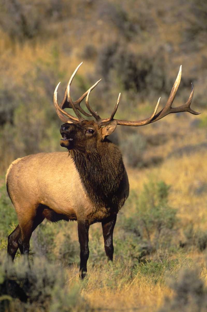 WY, Yellowstone Elk bugling during mating season art print by Dave Welling for $57.95 CAD