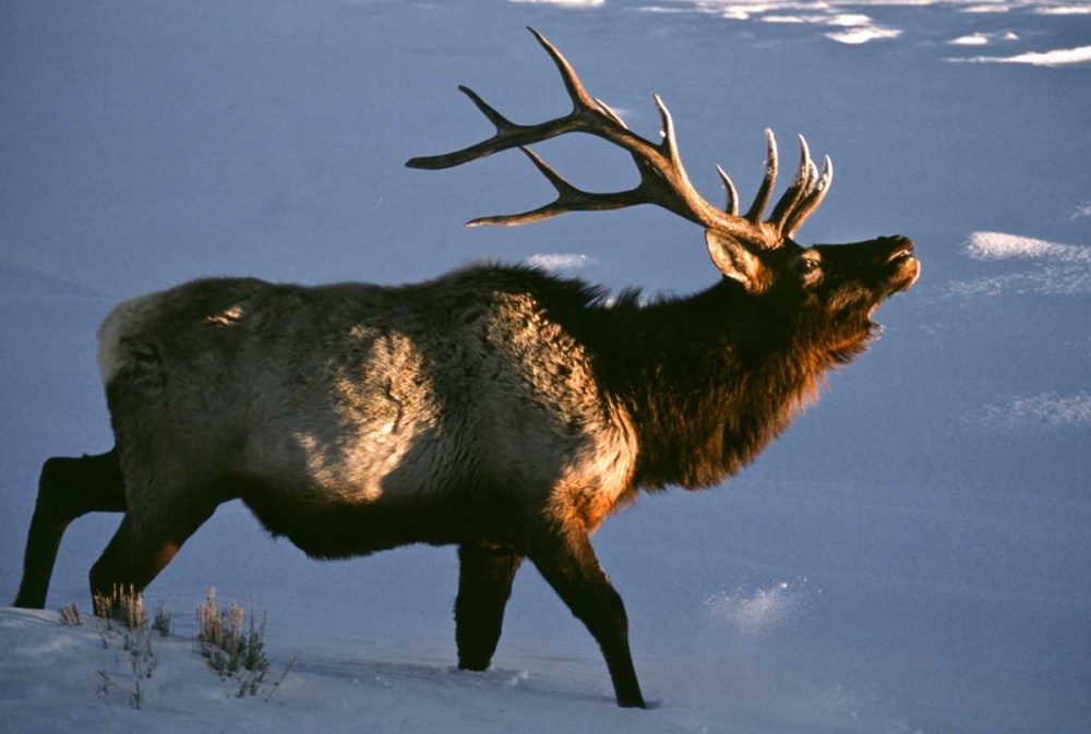 Wyoming, Yellowstone NP Bugling elk in winter art print by Wendy Kaveney for $57.95 CAD