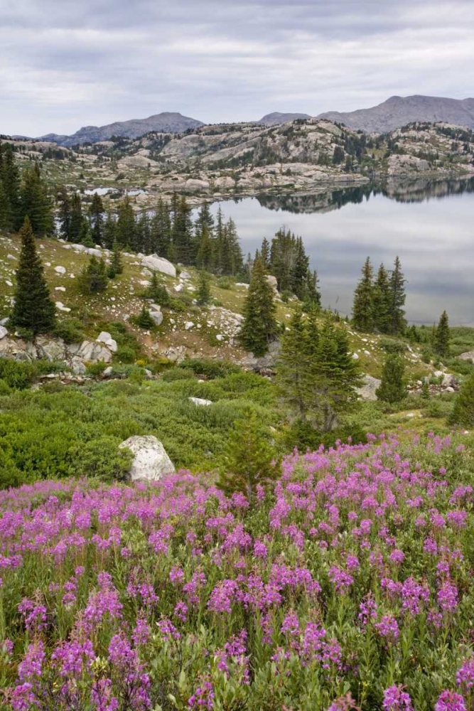 WY, Bridger NF, Fireweed grow by Island Lake art print by Don Paulson for $57.95 CAD