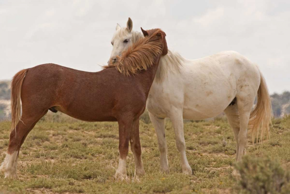 Wyoming, Carbon Wild horses grooming each other art print by Cathy and Gordon Illg for $57.95 CAD