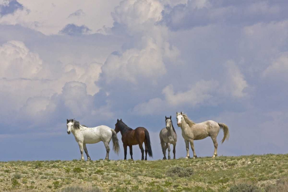 WY, Carbon Co, Wild horses and building clouds art print by Cathy and Gordon Illg for $57.95 CAD