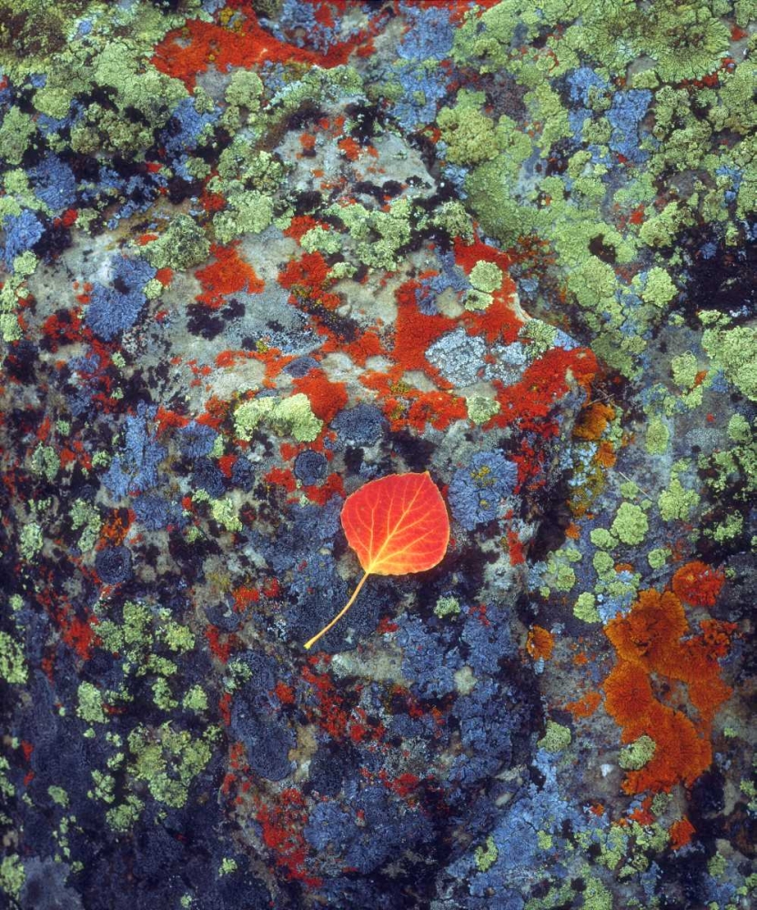 USA, Wyoming, Aspen leaf on a lichen covered rock art print by Christopher Talbot Frank for $57.95 CAD
