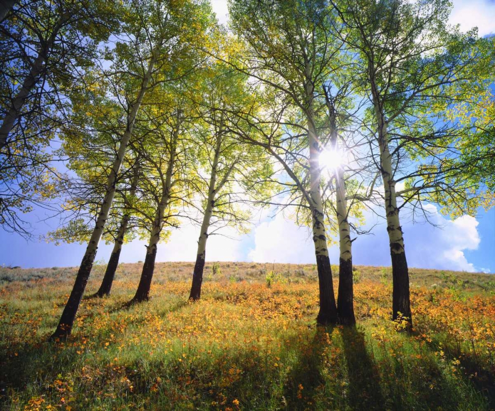 Wyoming, Grand Tetons Autumn in the forest art print by Christopher Talbot Frank for $57.95 CAD