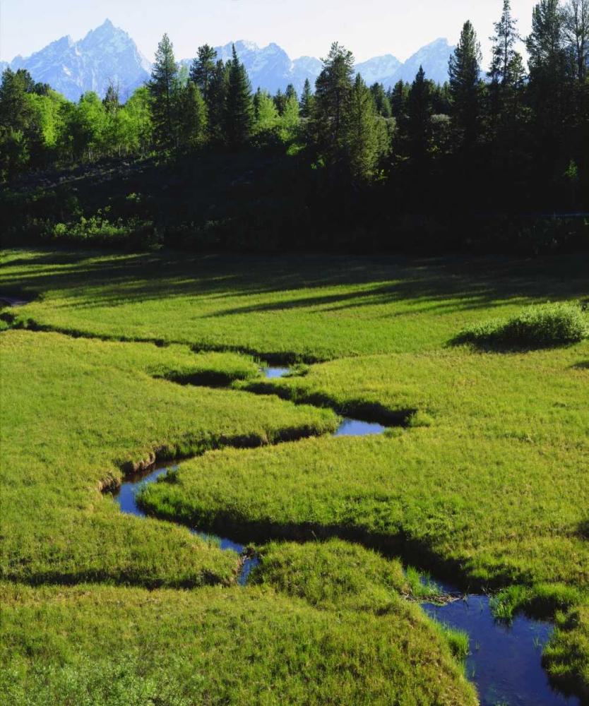 WY, Grand Tetons above a lush meadow art print by Christopher Talbot Frank for $57.95 CAD
