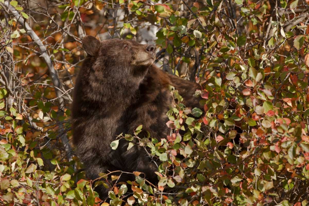 WY, Grand Tetons Black bear foraging for food art print by Don Grall for $57.95 CAD