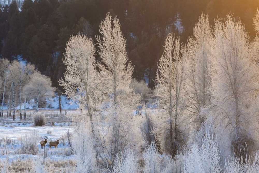 Wyoming, Grand Teton NP Frosted trees and elk art print by Cathy and Gordon Illg for $57.95 CAD