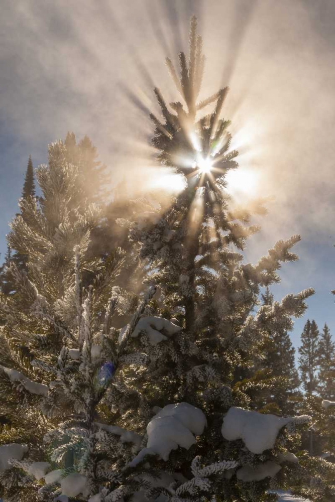 WY, Yellowstone Sunburst through tree in winter art print by Cathy and Gordon Illg for $57.95 CAD