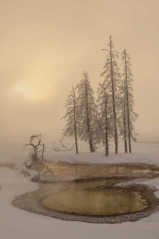 USA, Wyoming, Yellowstone NP Foggy winter scenic art print by Cathy and Gordon Illg for $57.95 CAD