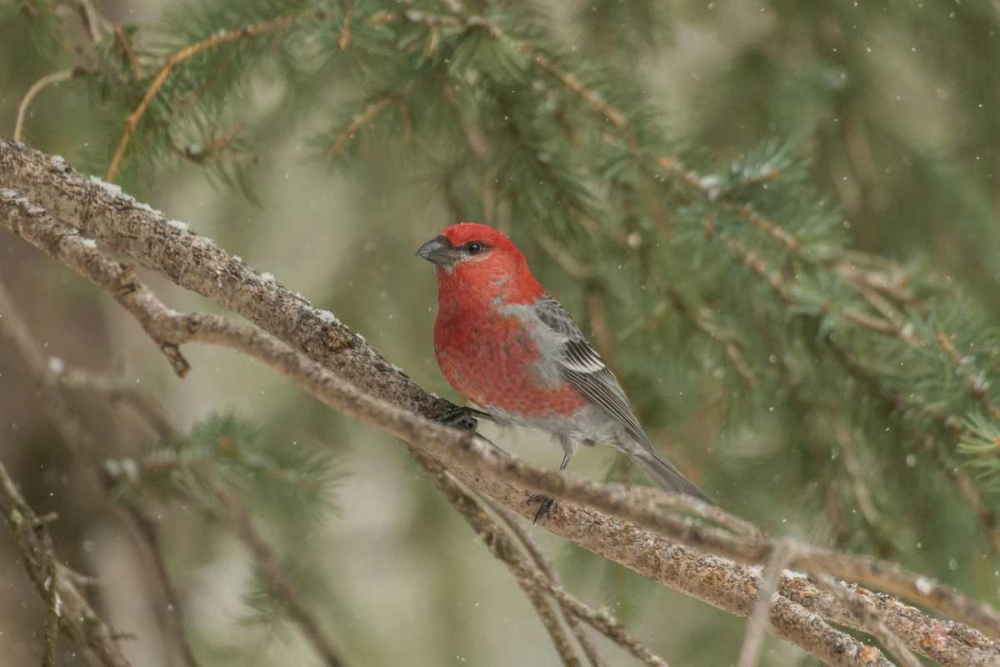 Wyoming, Yellowstone Pine grosbeak bird in tree art print by Cathy and Gordon Illg for $57.95 CAD