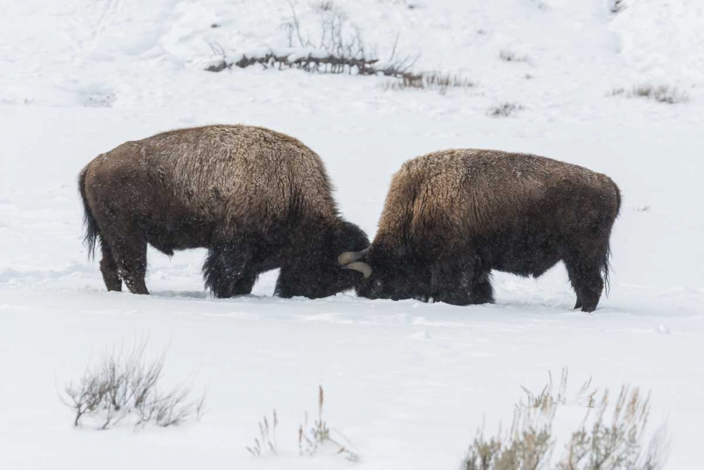 USA, Wyoming, Yellowstone NP Bison sparring art print by Cathy and Gordon Illg for $57.95 CAD