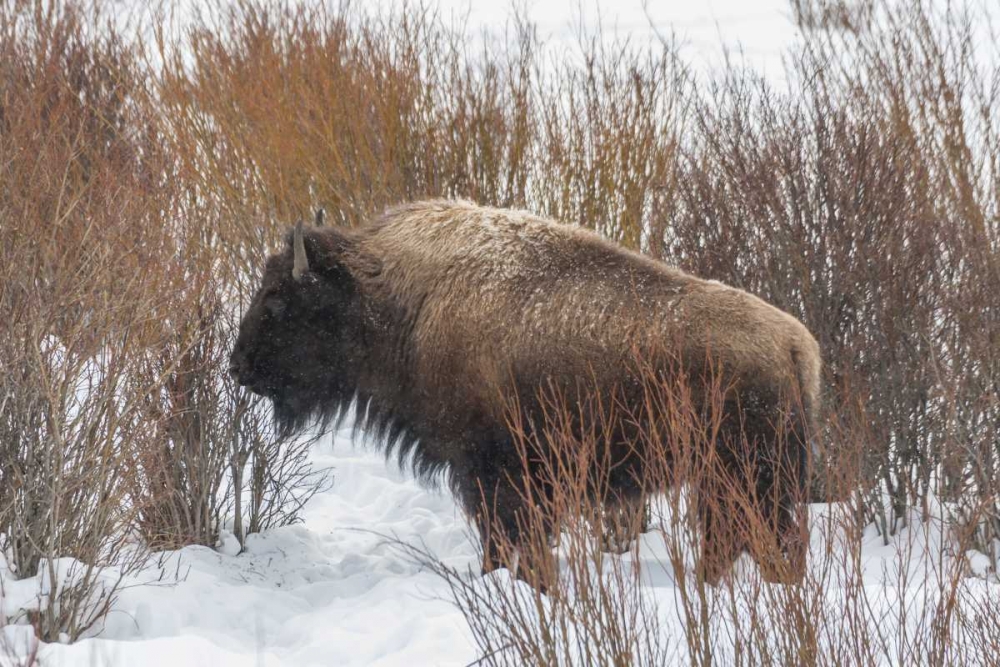 Wyoming, Yellowstone NP Bison standing in snow art print by Cathy and Gordon Illg for $57.95 CAD