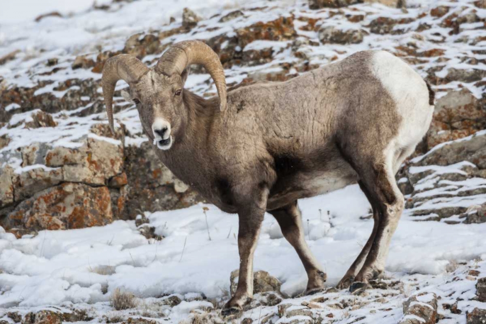 Wyoming, Yellowstone NP Bighorn sheep in snow art print by Cathy and Gordon Illg for $57.95 CAD