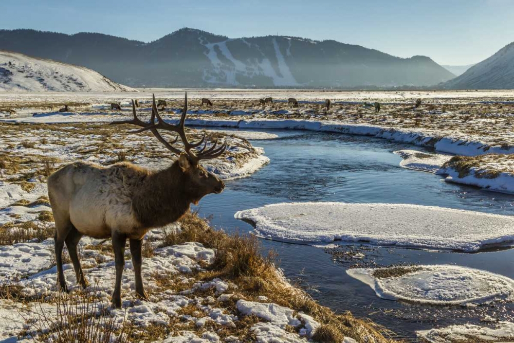 WY, National Elk Refuge Male elk next to stream art print by Cathy and Gordon Illg for $57.95 CAD