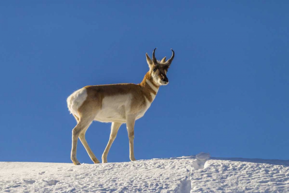 WY, Paradise Valley pronghorn standing on hill art print by Cathy and Gordon Illg for $57.95 CAD