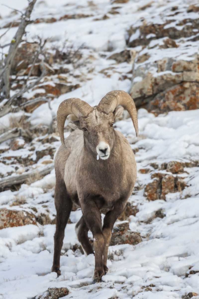 Wyoming, Yellowstone NP Bighorn sheep in snow art print by Cathy and Gordon Illg for $57.95 CAD