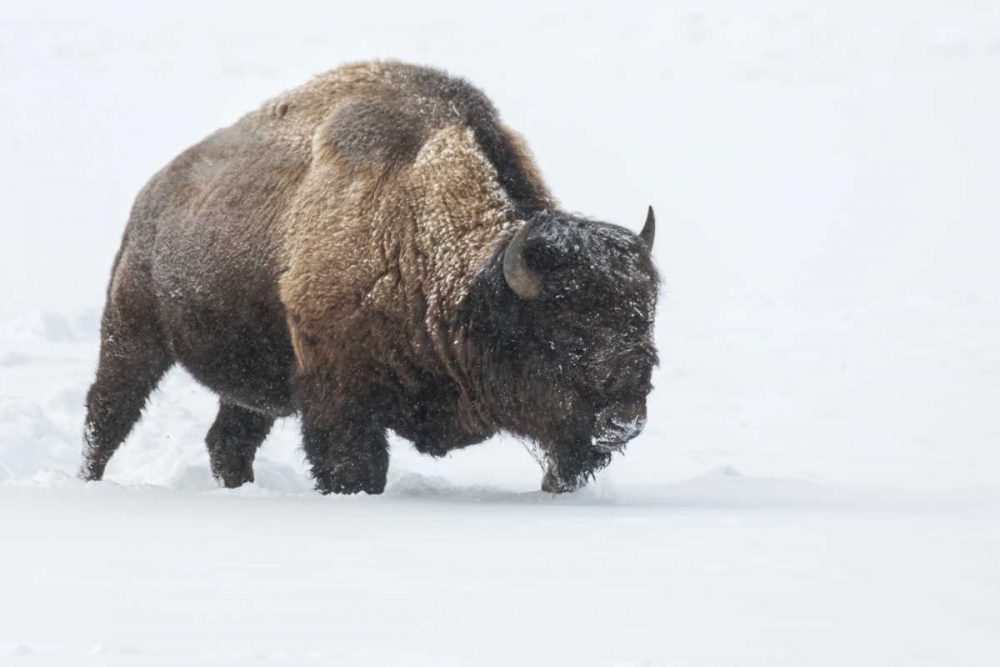 Wyoming, Yellowstone NP Bison walking in snow art print by Cathy and Gordon Illg for $57.95 CAD