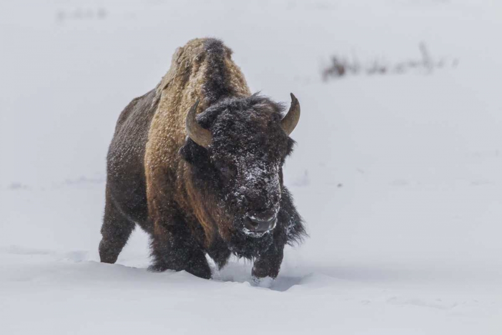 Wyoming, Yellowstone NP Bison walking in snow art print by Cathy and Gordon Illg for $57.95 CAD