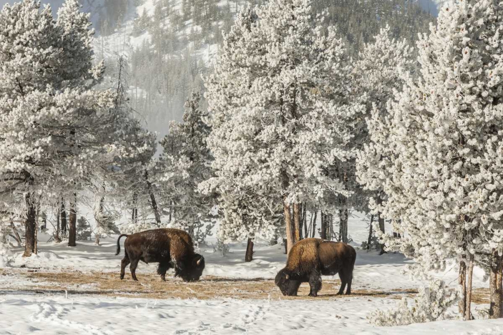 Wyoming, Yellowstone NP Winter grazing bison art print by Cathy and Gordon Illg for $57.95 CAD