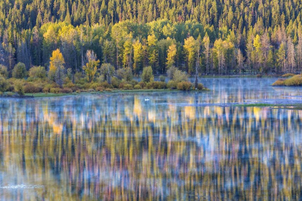WY, Grand Tetons Swans and forest reflection art print by Don Paulson for $57.95 CAD
