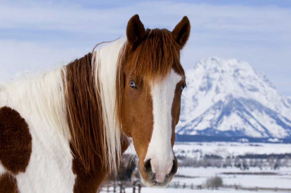 WY, Grand Tetons Pinto horse and Mount Moran art print by Marie Bush for $57.95 CAD