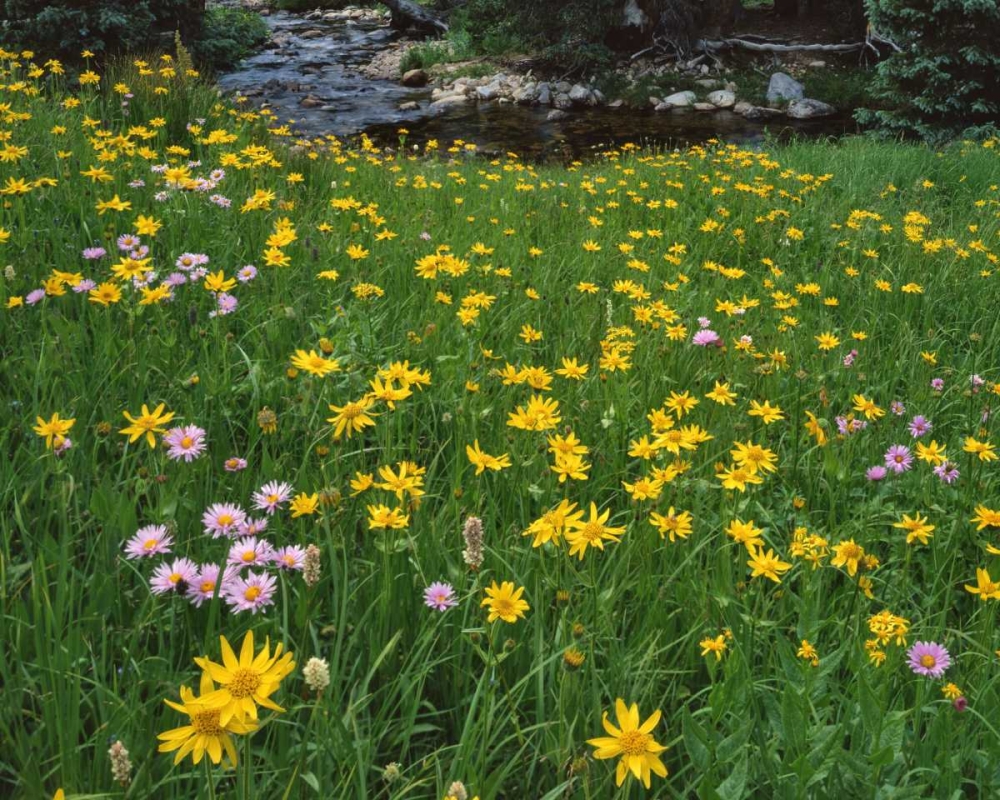 WY, Medicine Bow NF Golden mountain arnicas art print by Steve Terrill for $57.95 CAD