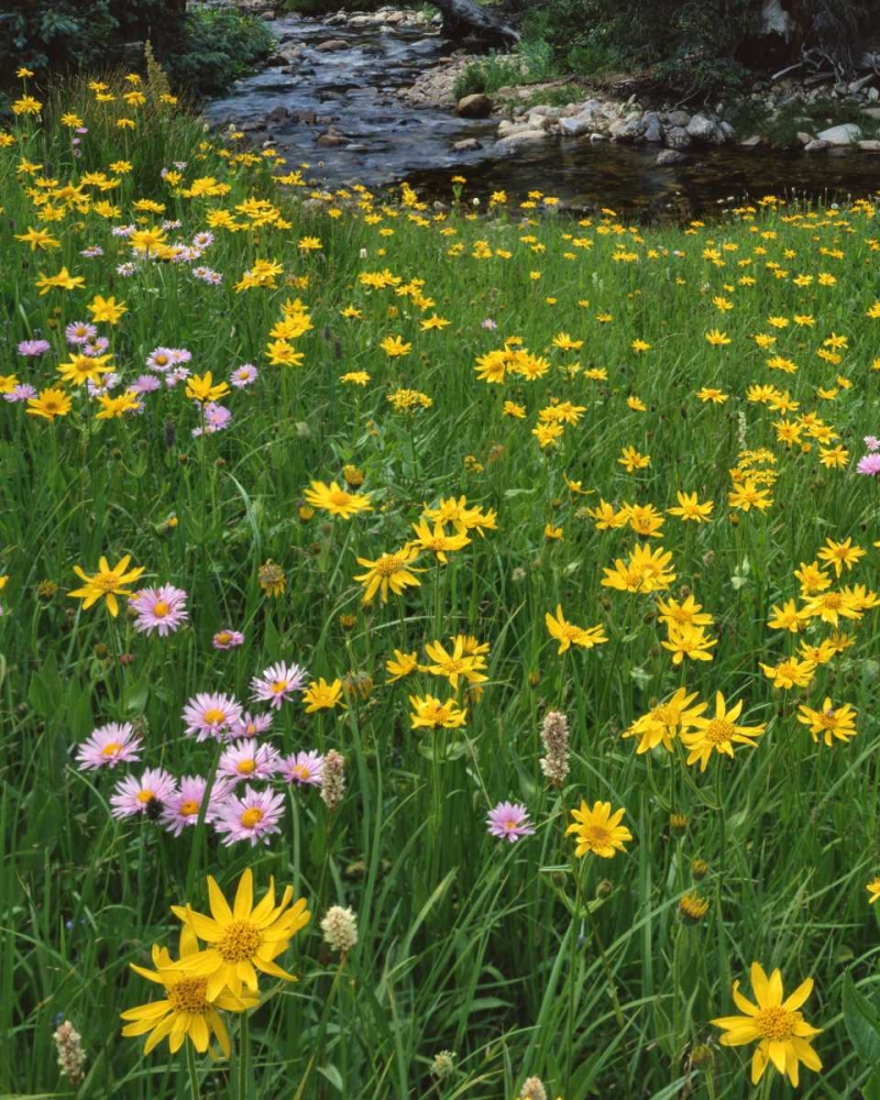 WY, Medicine Bow NF Golden mountain arnicas art print by Steve Terrill for $57.95 CAD