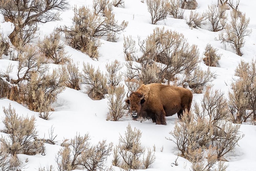 Wyoming-Yellowstone National Park Bison in snow art print by Jaynes Gallery for $57.95 CAD