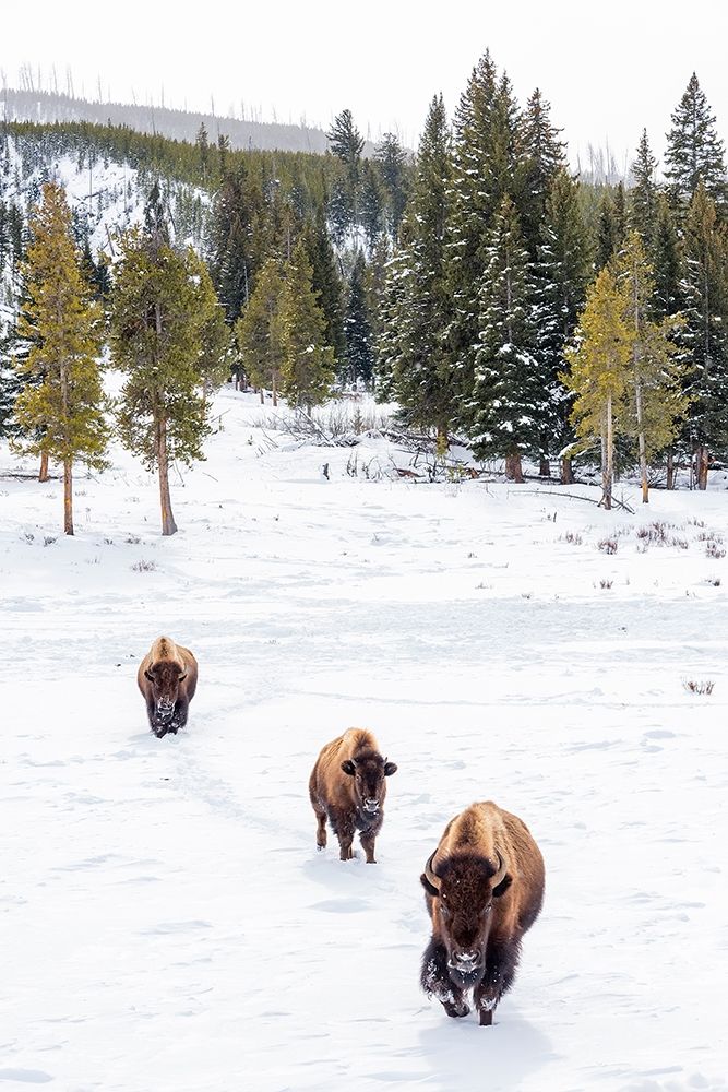 Wyoming-Yellowstone National Park Bison walking in snow art print by Jaynes Gallery for $57.95 CAD